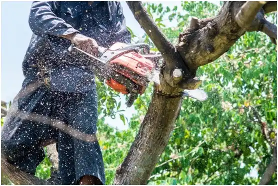tree services Golden Grove
